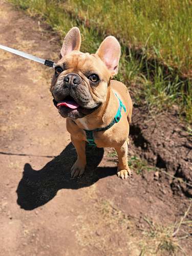 french bulldog white and tan English Bulldog pet